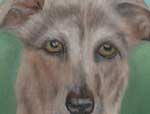 Painting of mixed breed, mostly Australian Shephard dog