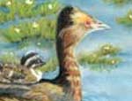 Painting of grebe swimming with her baby on her back by prairie artist Beth Campbell